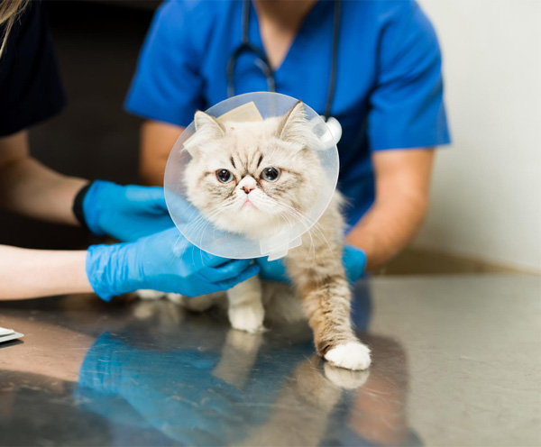 cat wearing surgery cap