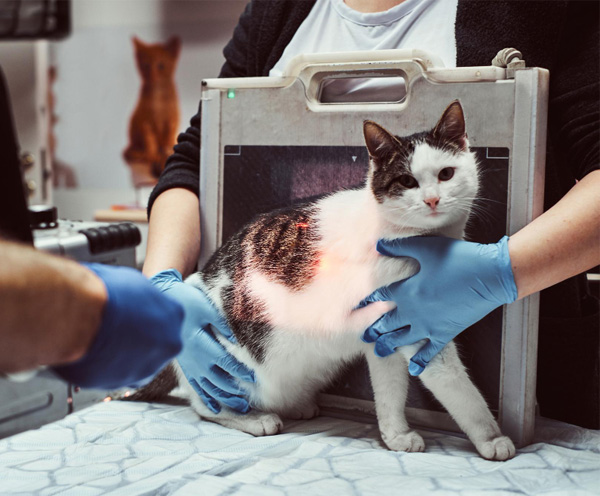 cat exam at the vet hospital