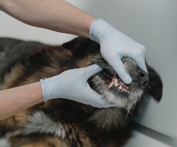 pet-dentistry